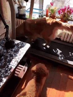 网友把足球PS成猫咪，毫无违和感！看什么看，没猫你踢什么球！