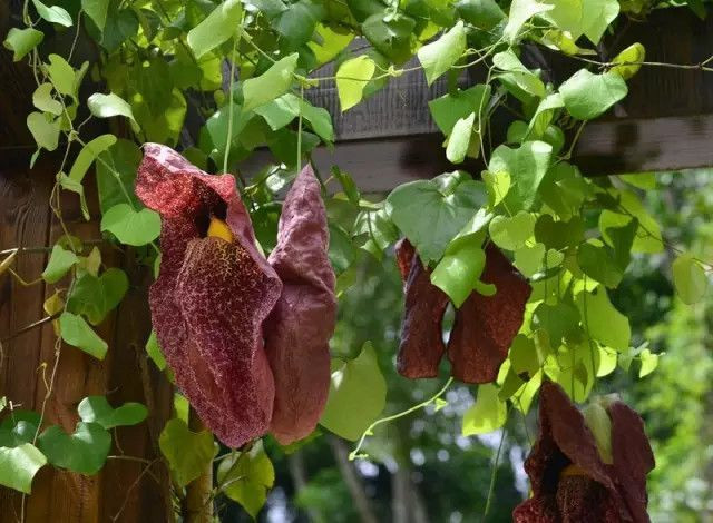 绿色的西双版纳,绿色的西双版纳完整版