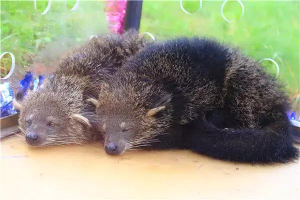 和大熊猫同等珍贵的动物,和大熊猫一样稀有的鸟