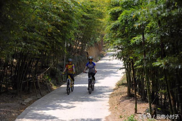 云南玉溪峨山彝人谷万亩竹海竹炭,彝人谷竹海攻略