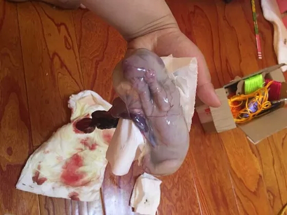 家中宠物接生必备步骤，这个你一定想不到