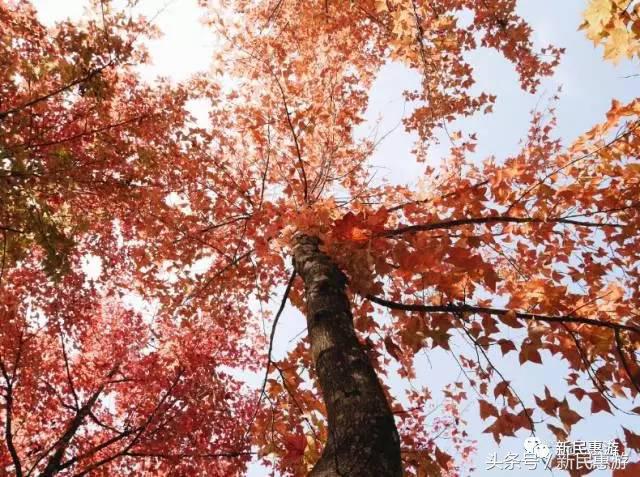 元朗最值得去的地方,元朗特色