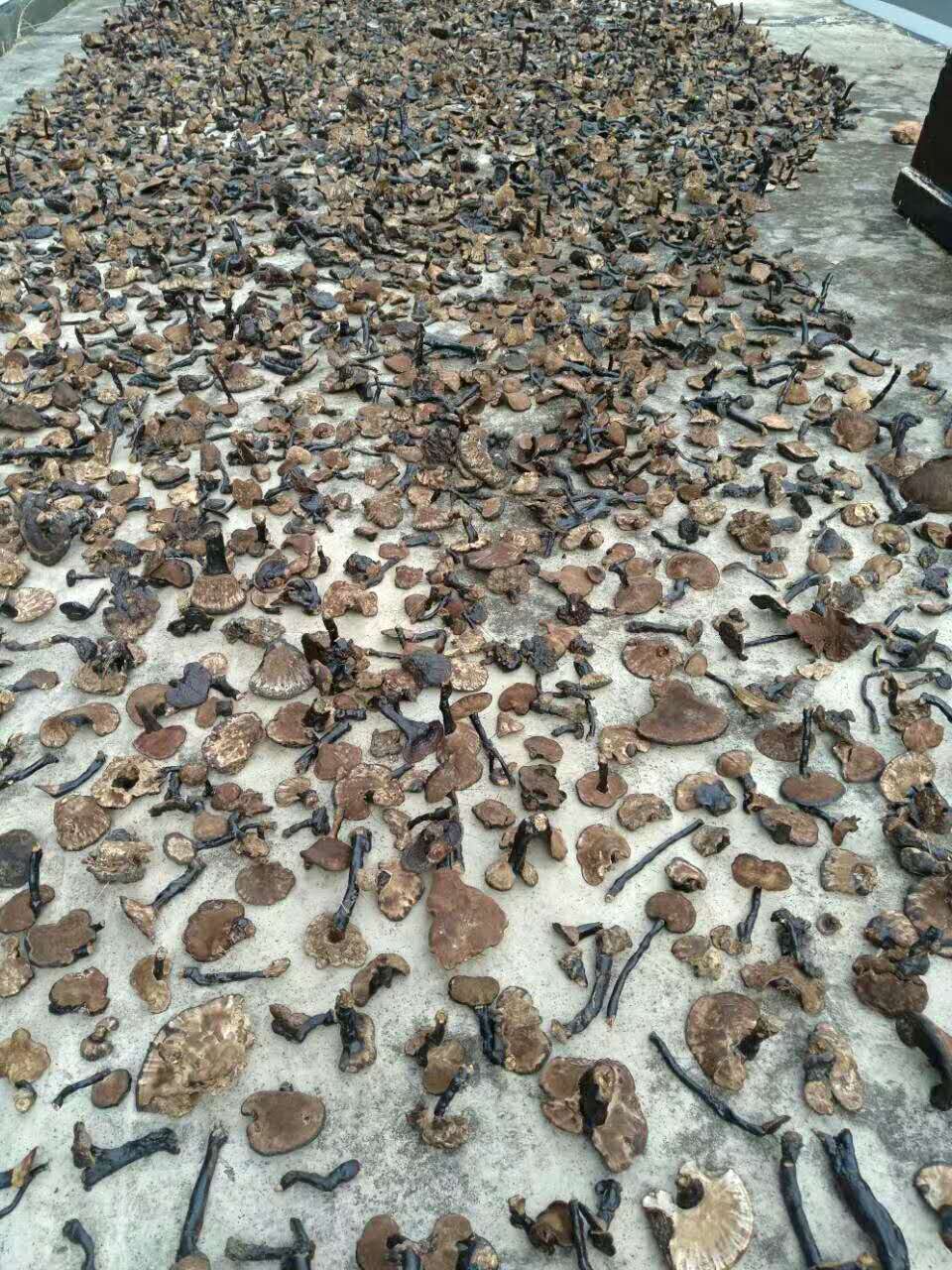 吃灵芝孢子粉,灵芝能吃吗