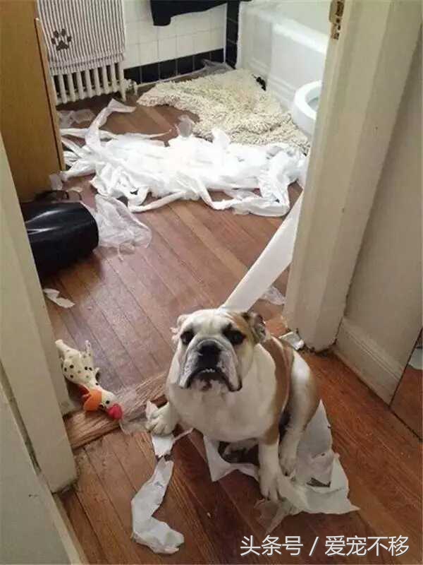 猫咪最喜欢的玩具居然是铲屎官,推荐猫咪最喜欢玩的玩具