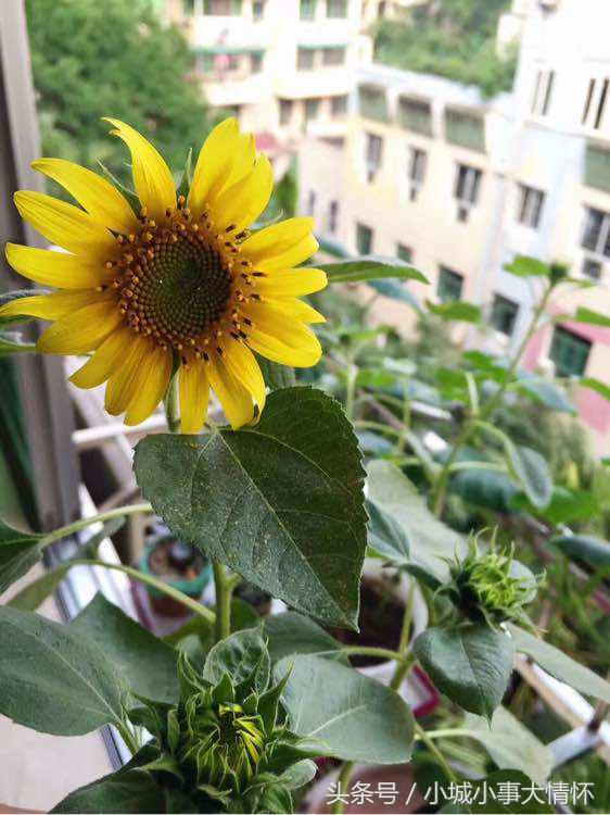 怎么种大型向日葵从发芽到开花,向日葵从种子到开花要多久