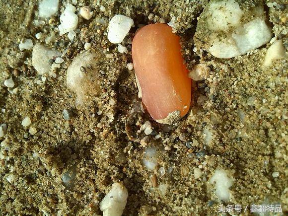 去新疆戈壁滩上捡金丝玉石头视频,宝石光金丝玉戈壁滩