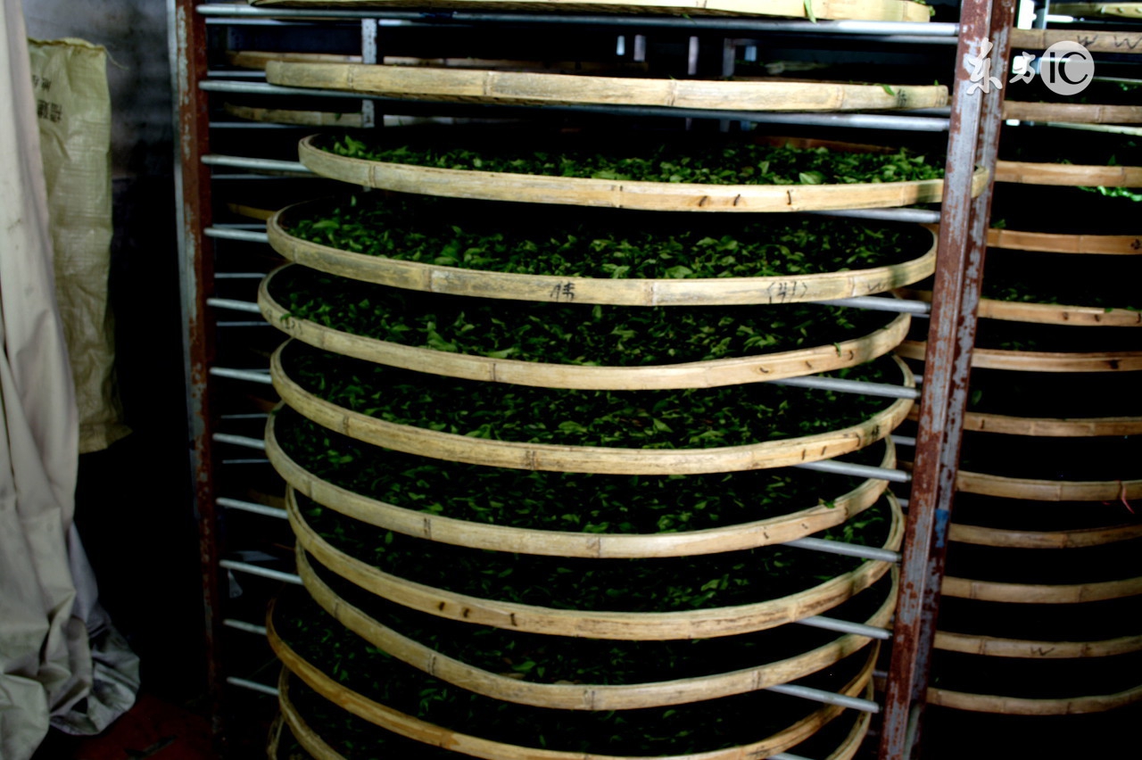 铁观音为什么要安溪的才最正宗,安溪铁观音是属于福建的吗