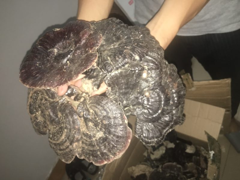 吃灵芝孢子粉,灵芝能吃吗