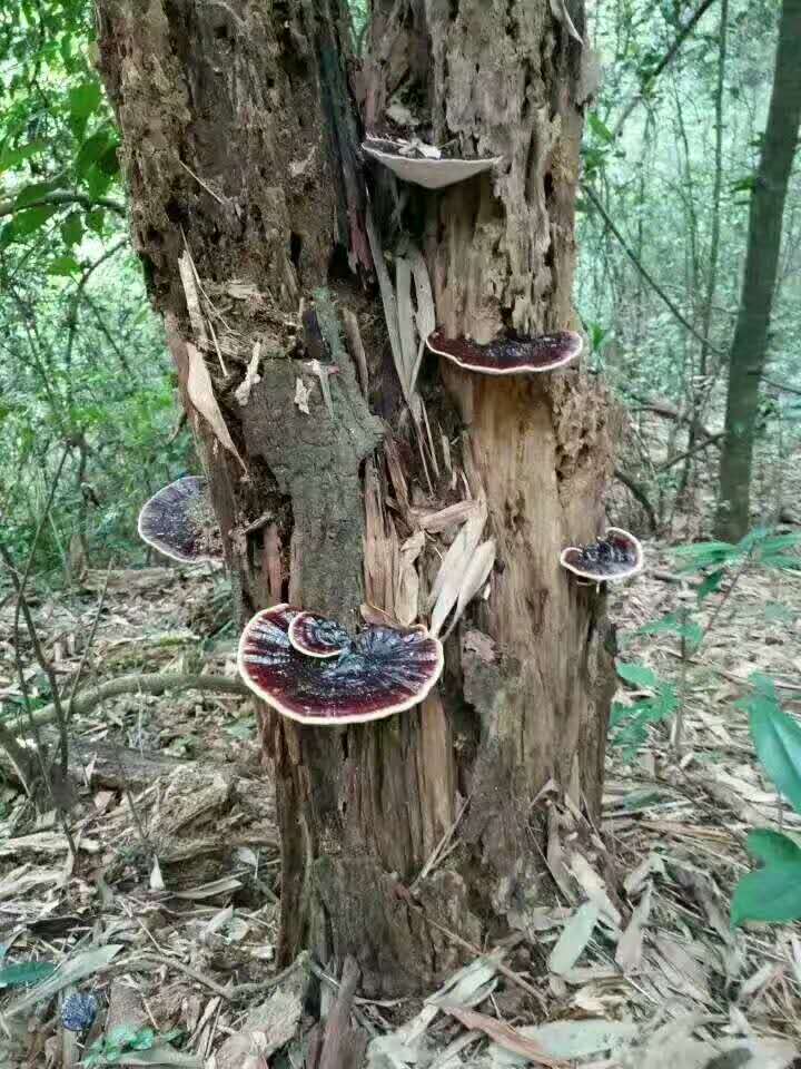 吃灵芝孢子粉,灵芝能吃吗