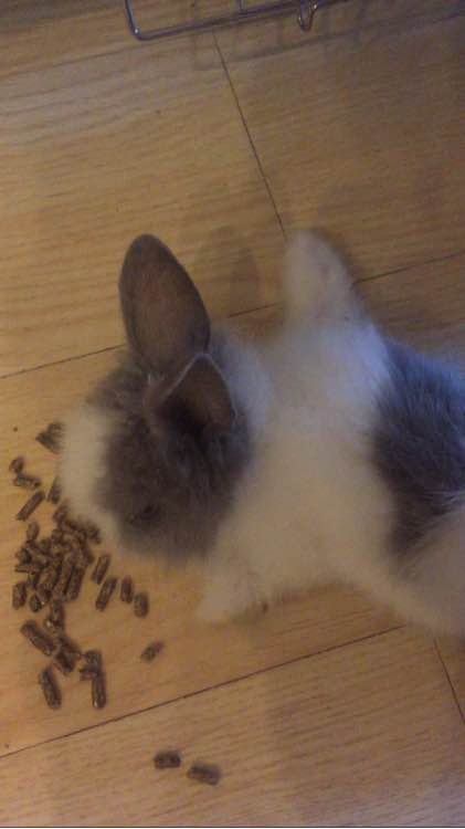 侏儒兔要35块钱一只,侏儒兔50元一只能活多久