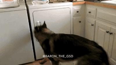 唯一全能犬德牧,全能狗德牧