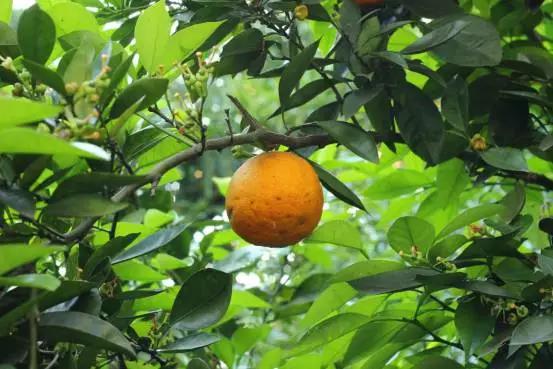 公园里的橙子树,公园里的橙子起什么作用
