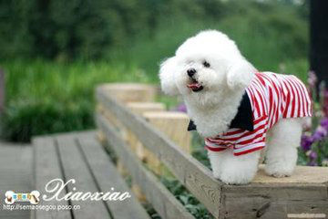 比熊便便下不去就吃了怎么办,比熊拉屎不成形怎么回事