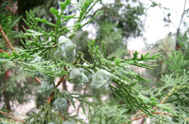 芳香大百科常用精油介绍,各类精油成分功效