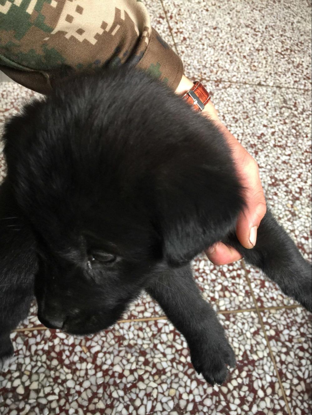 金毛生下来是黑的长大会变色吗,为啥金毛生的有黑的有黄的