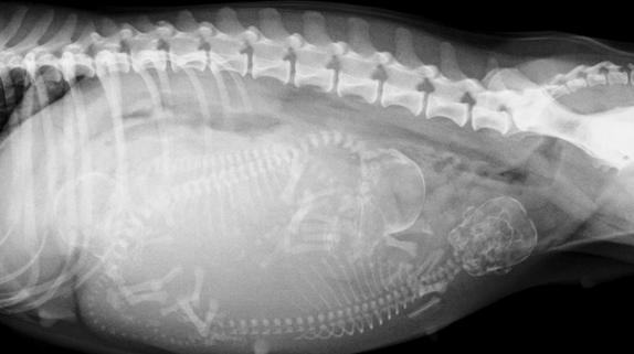 猫咪孕期最常见的8个问题，你准备好了吗？