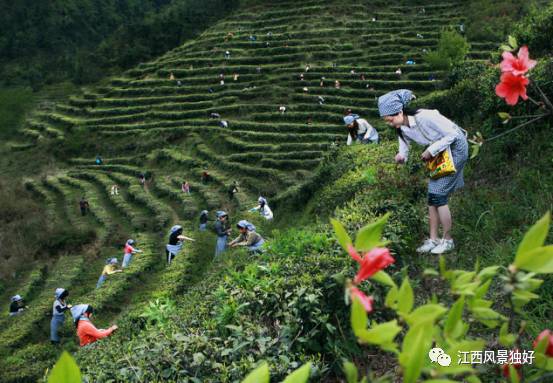 江西奉新周边旅游景点有哪些,走遍江西100县崇义县