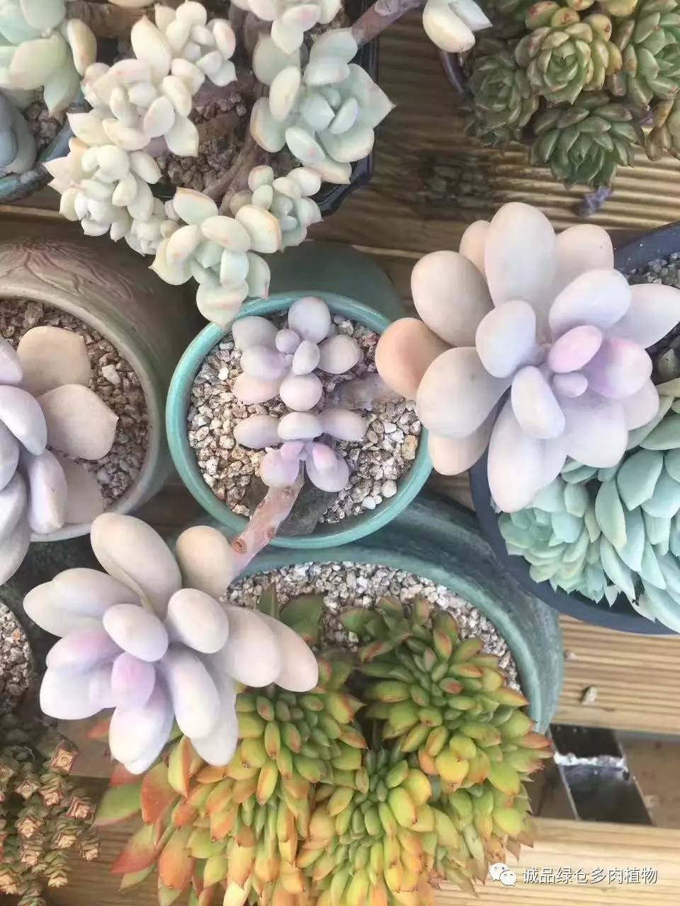 秀妍肉肉倒盆后的变化,多肉大棚展现图