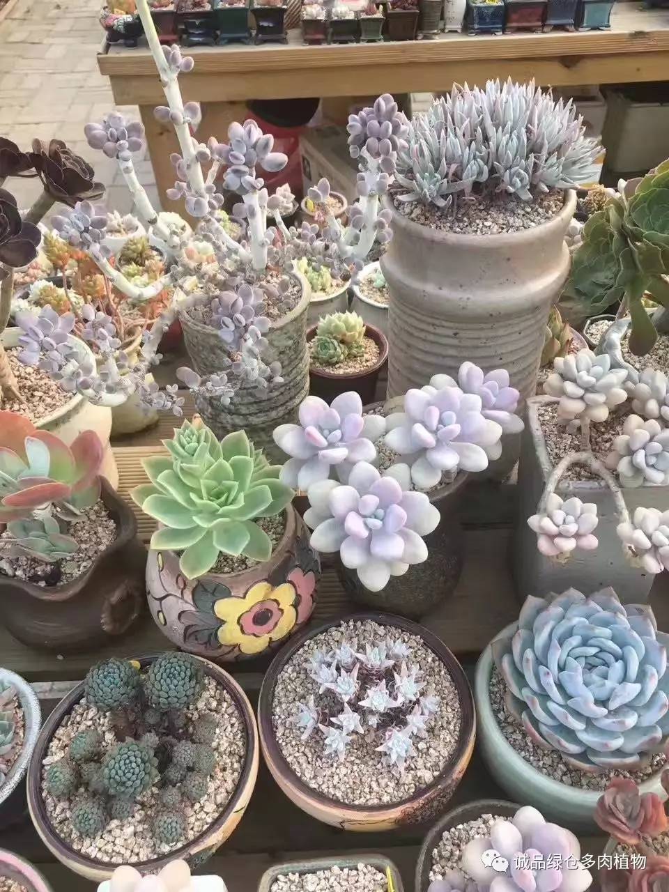 秀妍肉肉倒盆后的变化,多肉大棚展现图