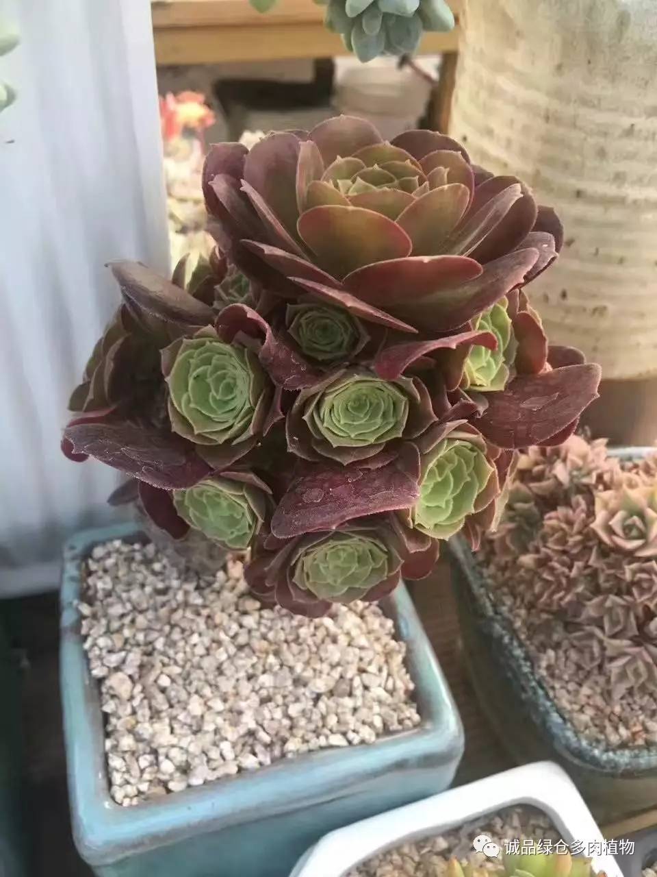 秀妍肉肉倒盆后的变化,多肉大棚展现图