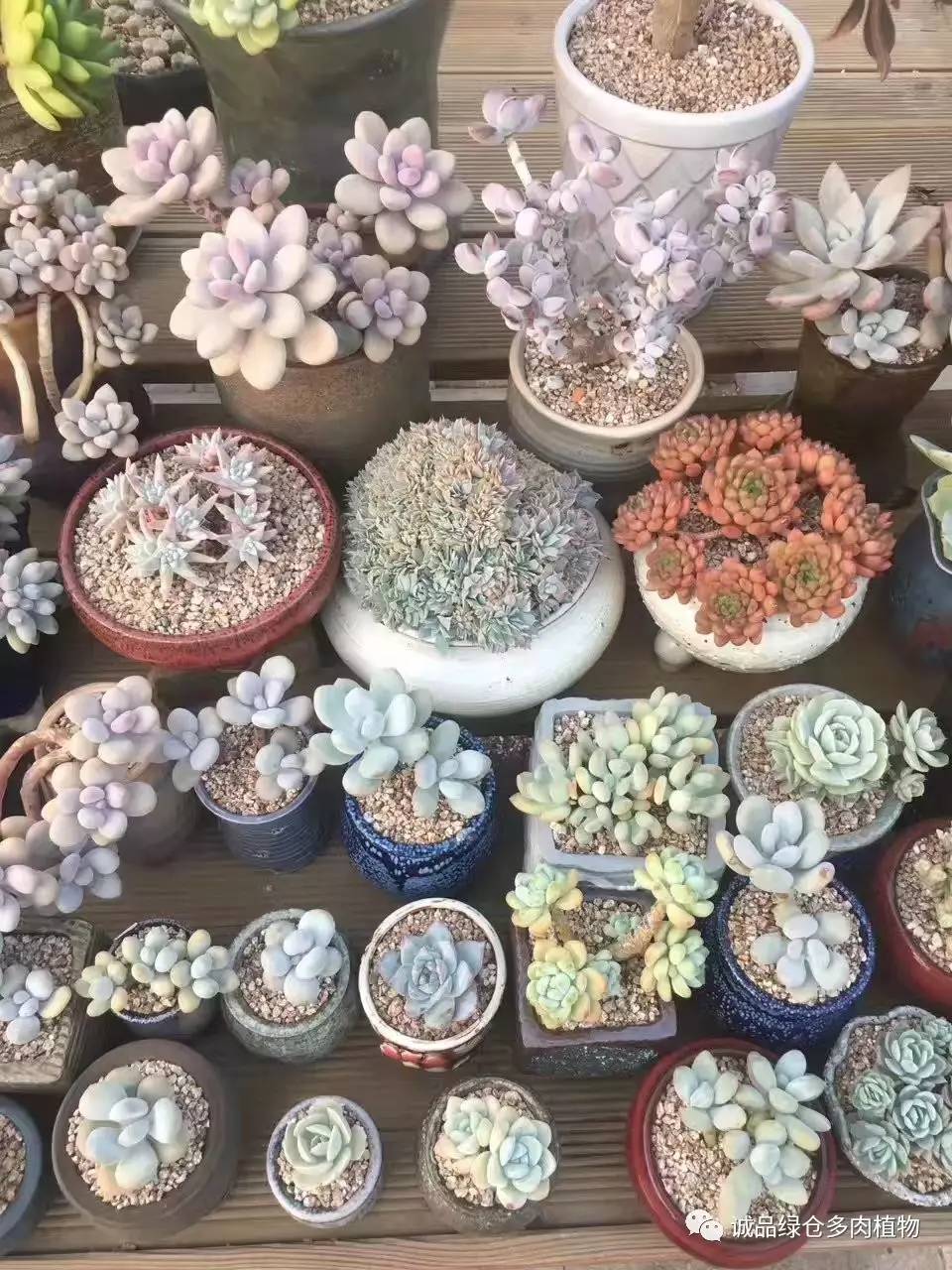 秀妍肉肉倒盆后的变化,多肉大棚展现图