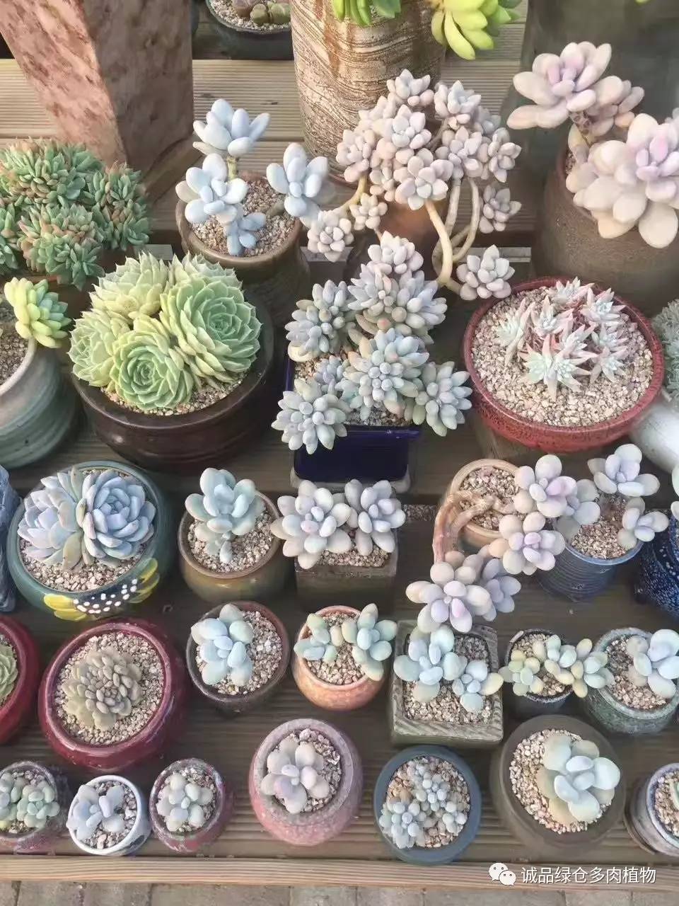 秀妍肉肉倒盆后的变化,多肉大棚展现图