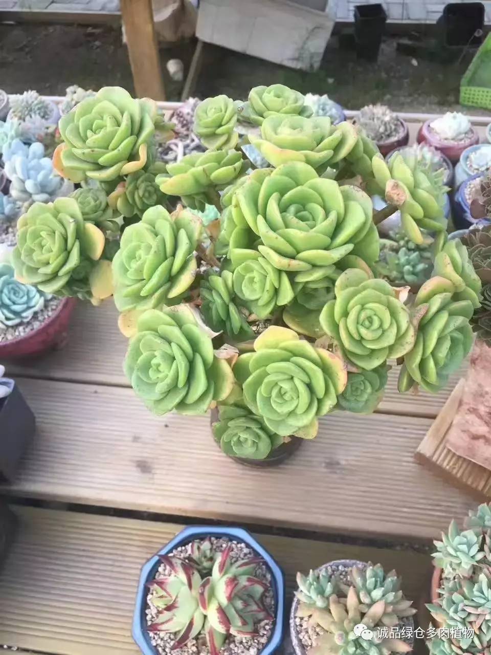 秀妍肉肉倒盆后的变化,多肉大棚展现图