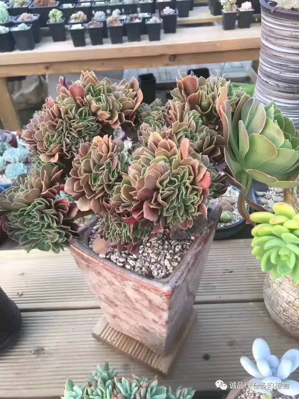 秀妍肉肉倒盆后的变化,多肉大棚展现图