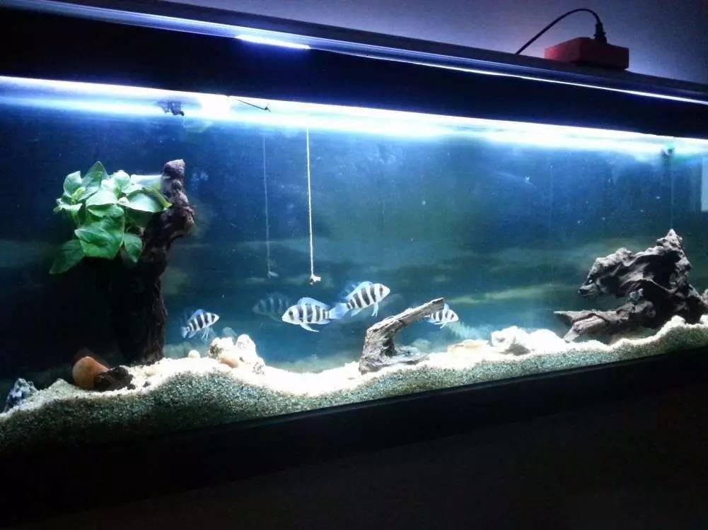 2米龙魟虎缸，23天开缸全记录