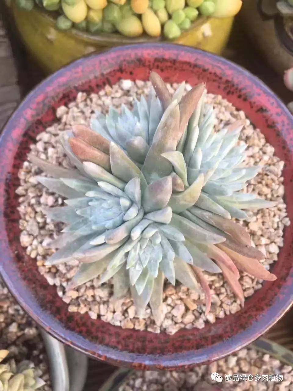 秀妍肉肉倒盆后的变化,多肉大棚展现图