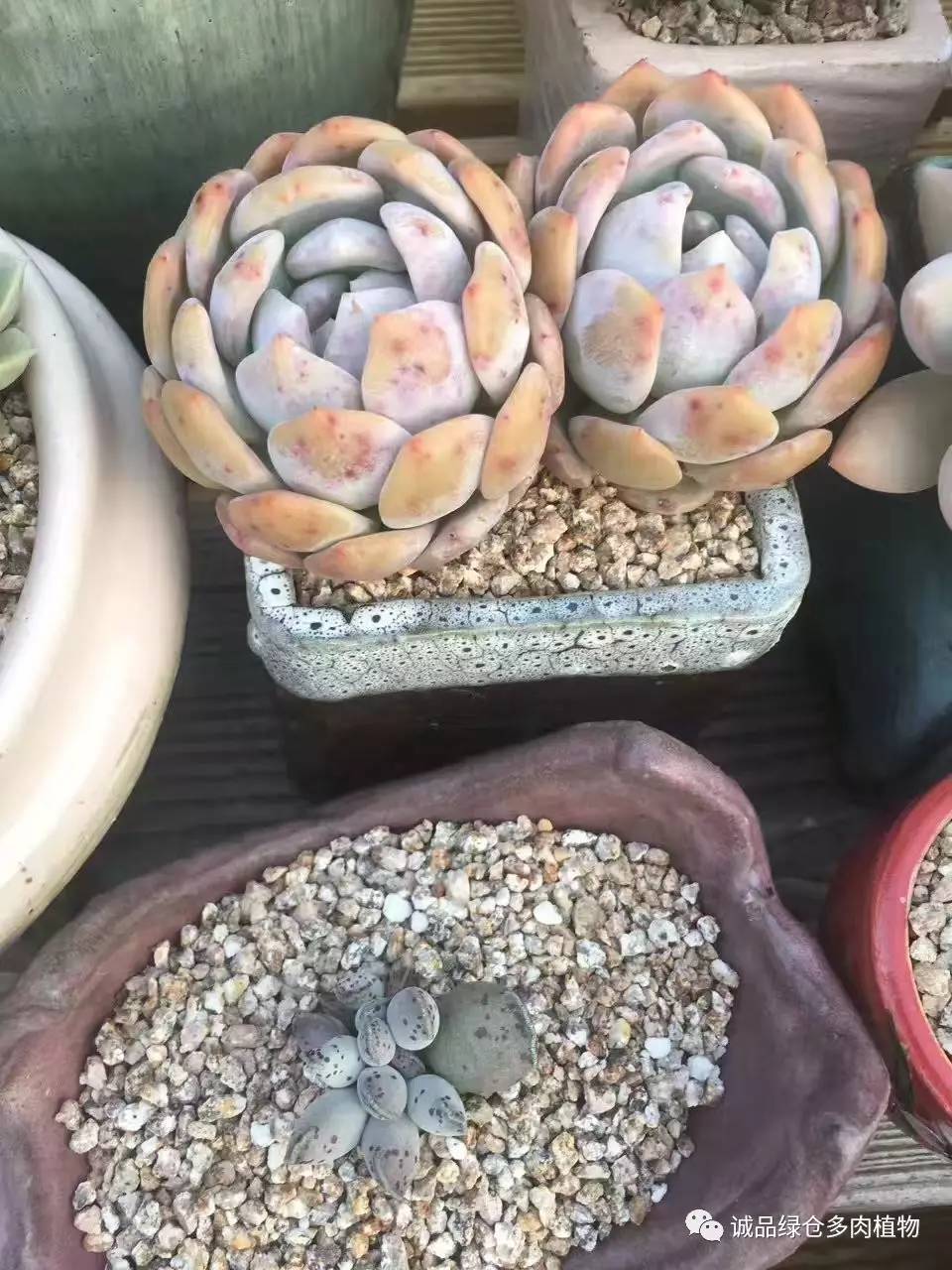 秀妍肉肉倒盆后的变化,多肉大棚展现图