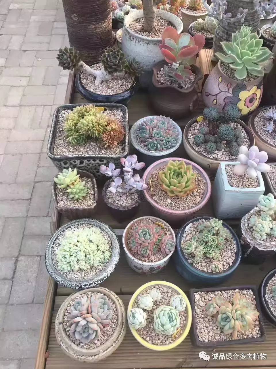 秀妍肉肉倒盆后的变化,多肉大棚展现图