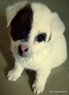 中华田园犬中颜值比较高的,中华田园犬颜值天花板