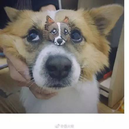 中华田园犬中颜值比较高的,中华田园犬颜值天花板