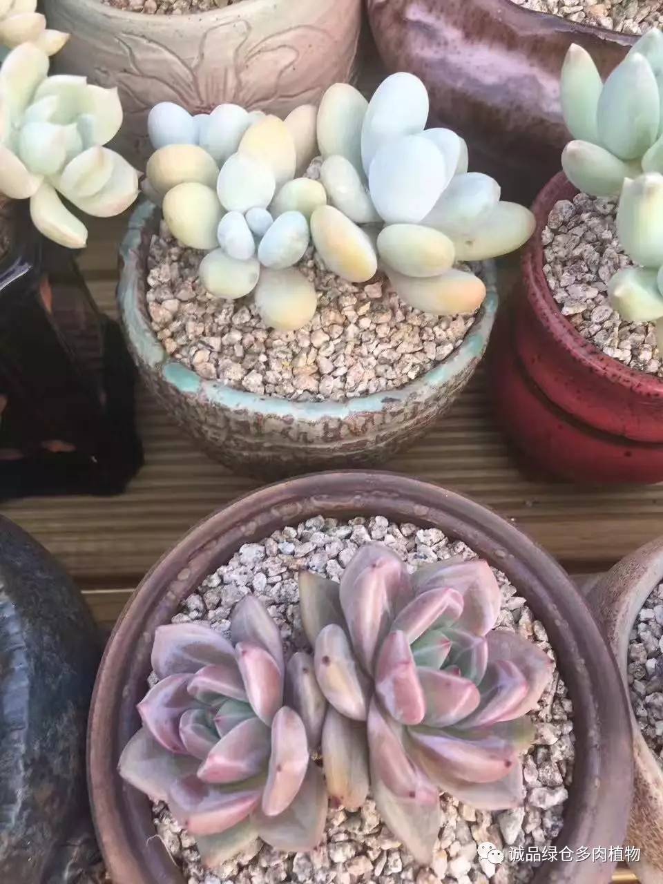 秀妍肉肉倒盆后的变化,多肉大棚展现图