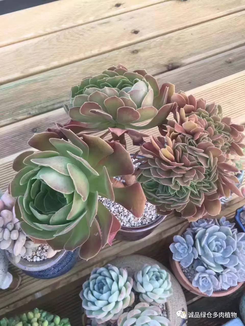 秀妍肉肉倒盆后的变化,多肉大棚展现图