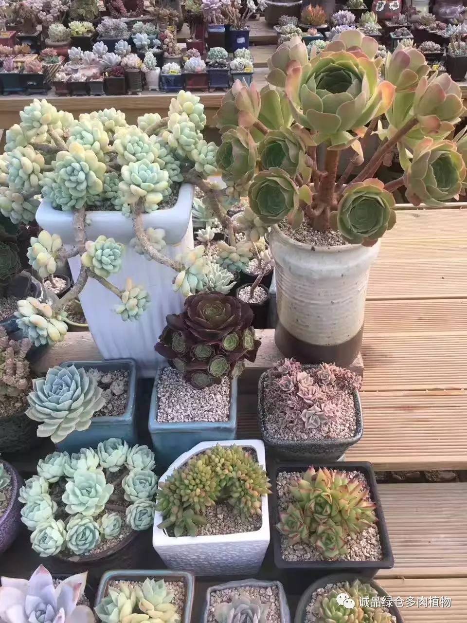 秀妍肉肉倒盆后的变化,多肉大棚展现图