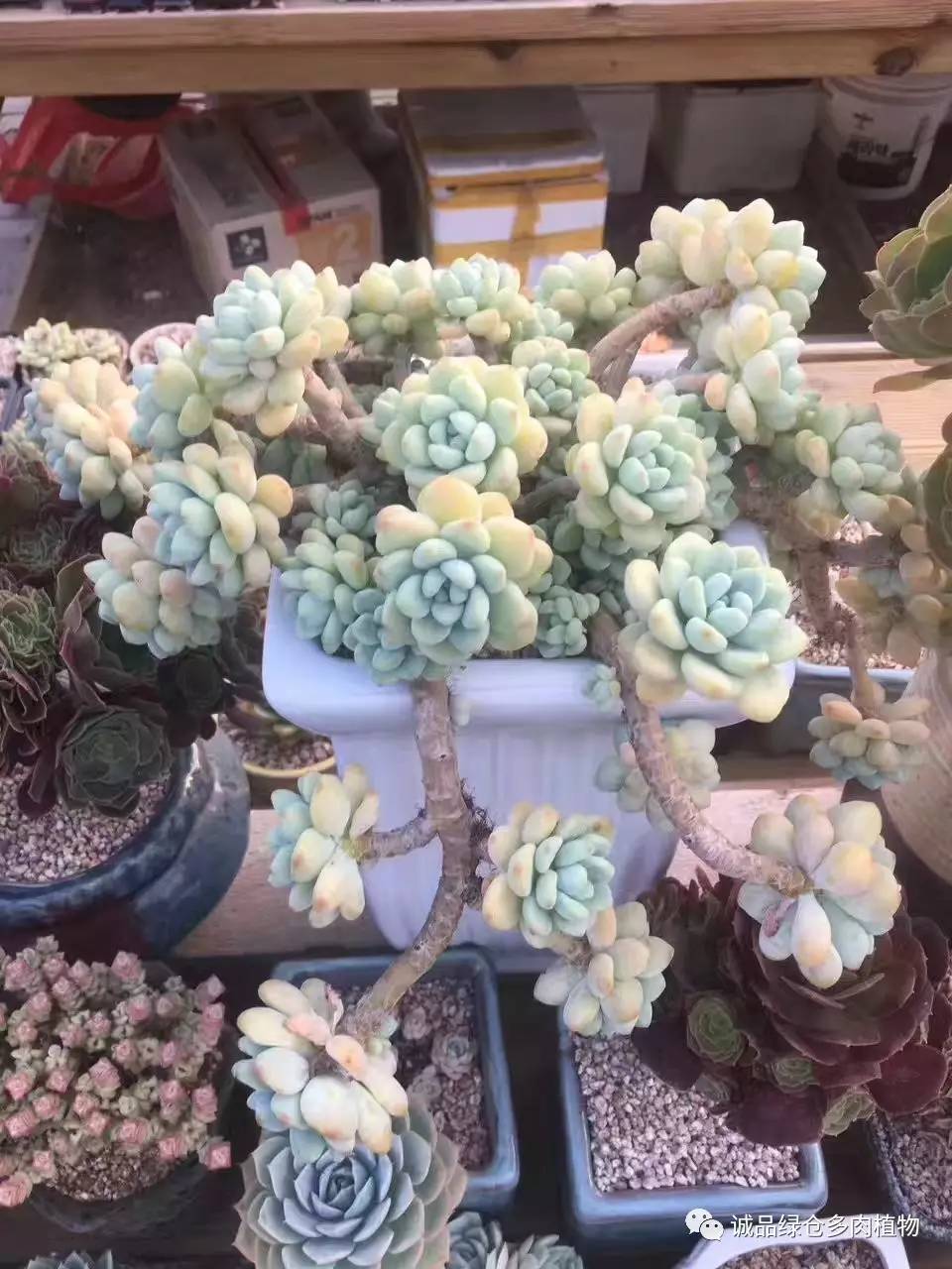 秀妍肉肉倒盆后的变化,多肉大棚展现图