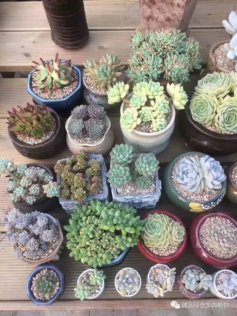 秀妍肉肉倒盆后的变化,多肉大棚展现图