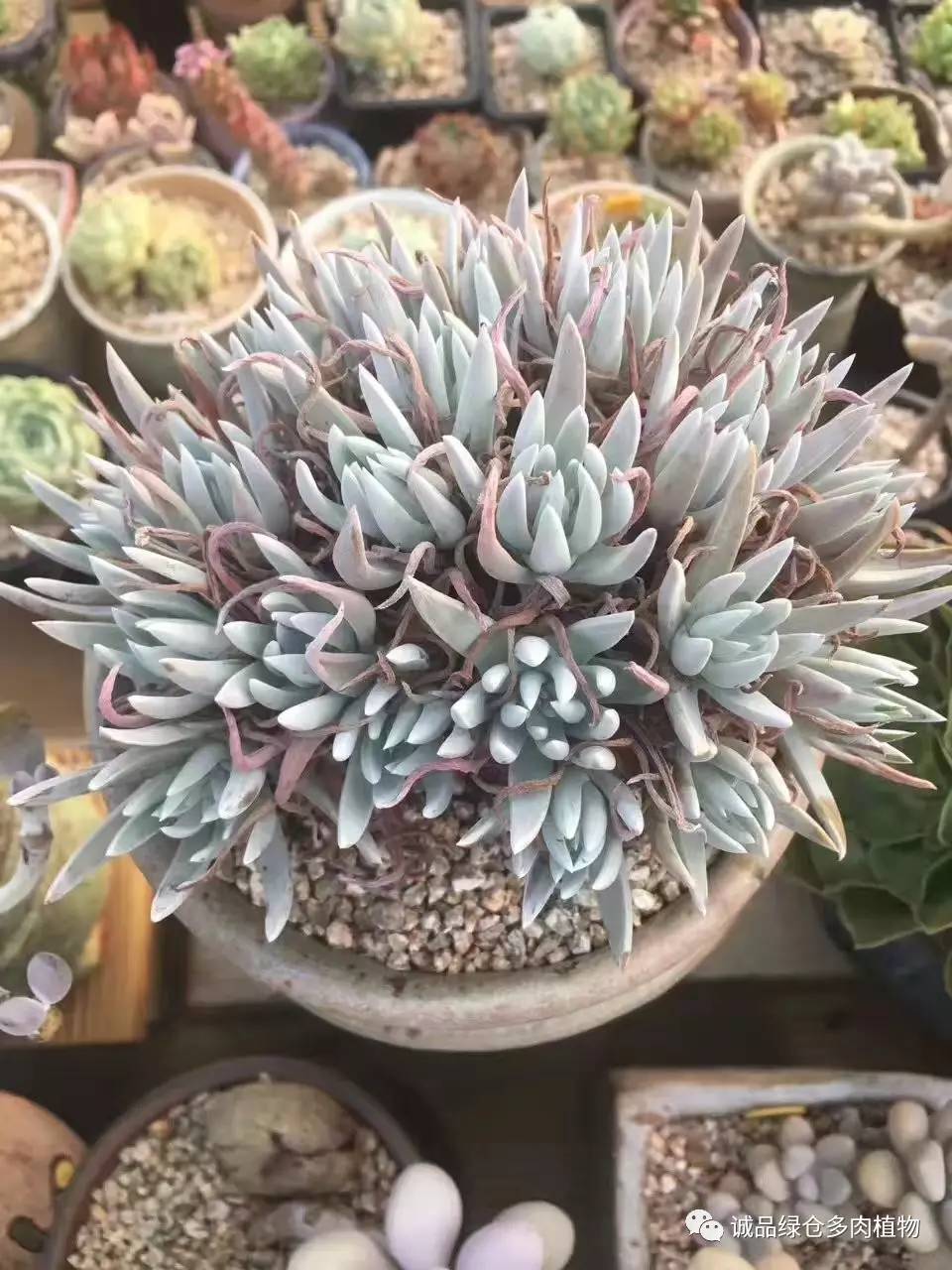 秀妍肉肉倒盆后的变化,多肉大棚展现图