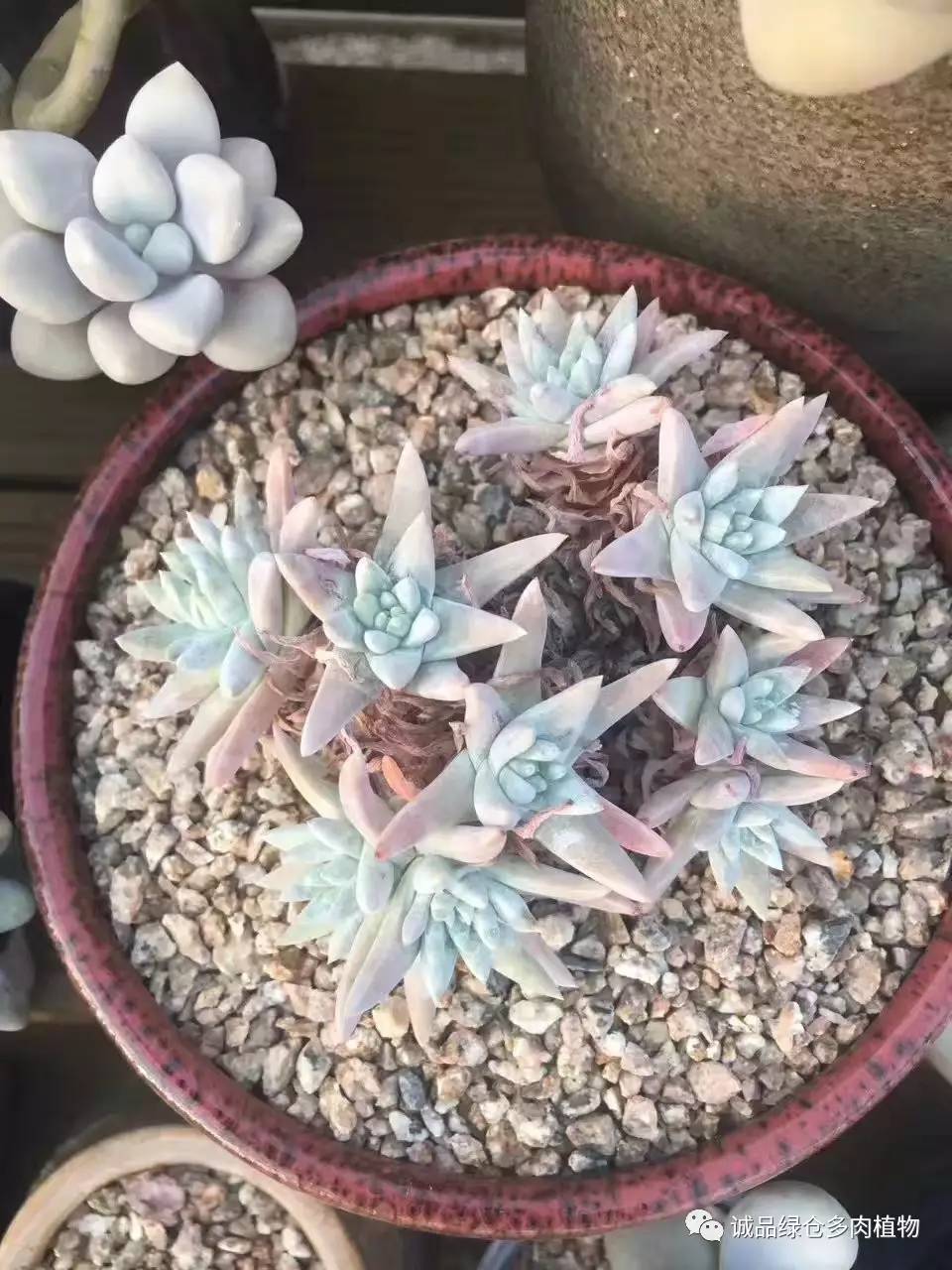 秀妍肉肉倒盆后的变化,多肉大棚展现图