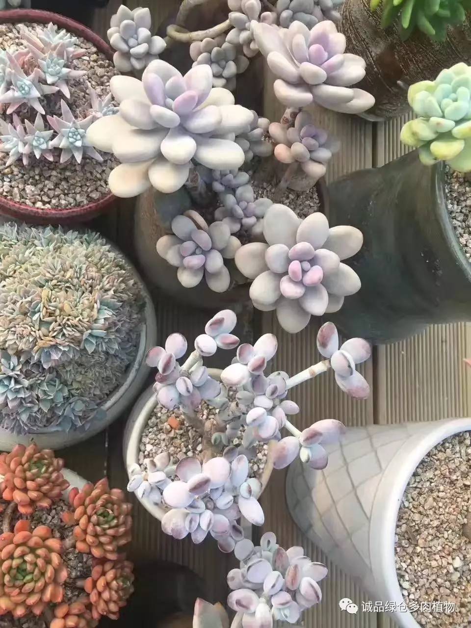 秀妍肉肉倒盆后的变化,多肉大棚展现图