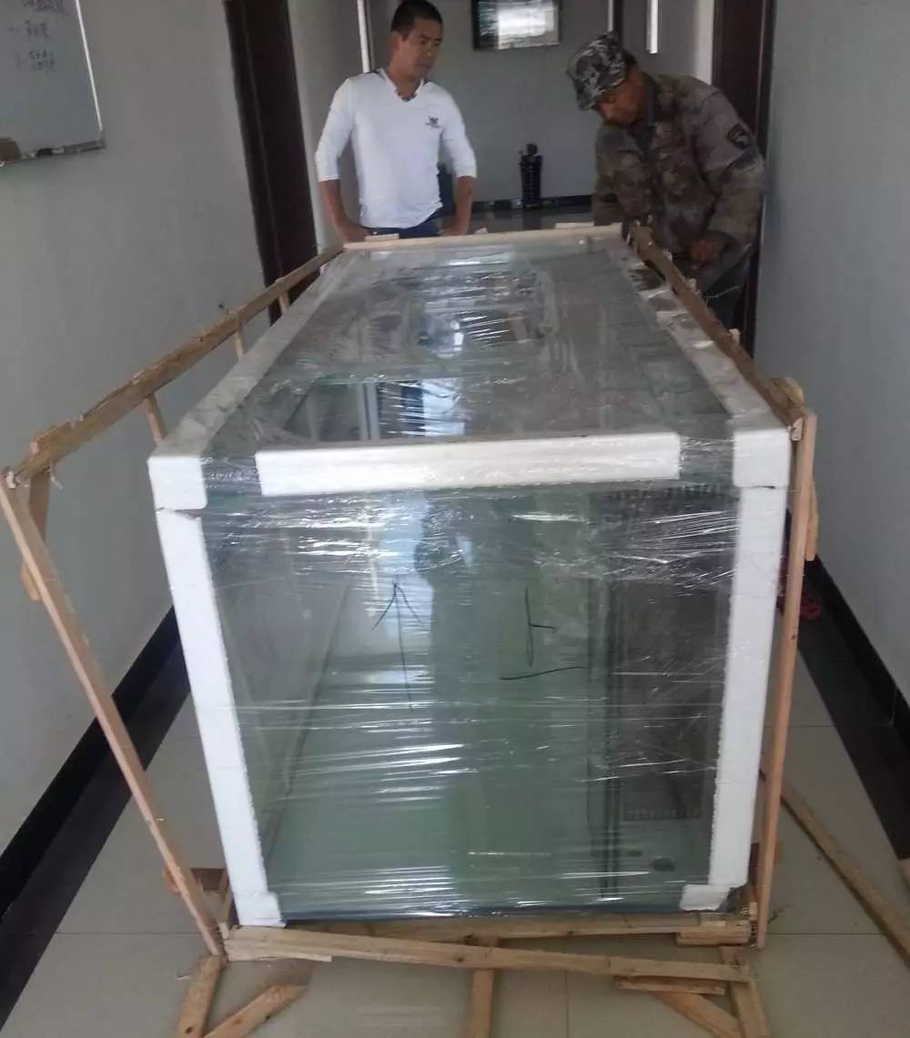 2米龙魟虎缸，23天开缸全记录