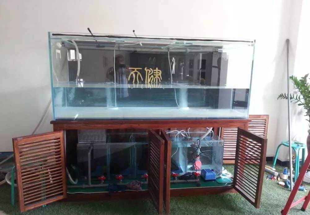 2米龙魟虎缸，23天开缸全记录