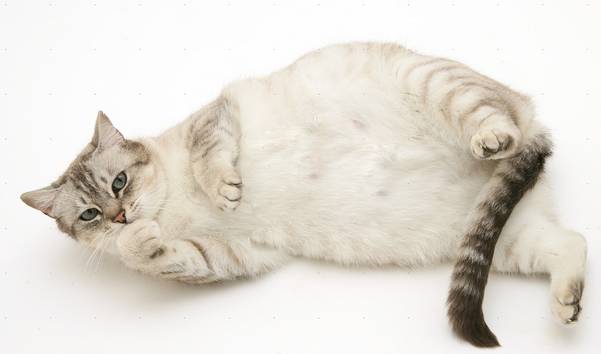 猫咪孕期最常见的8个问题，你准备好了吗？