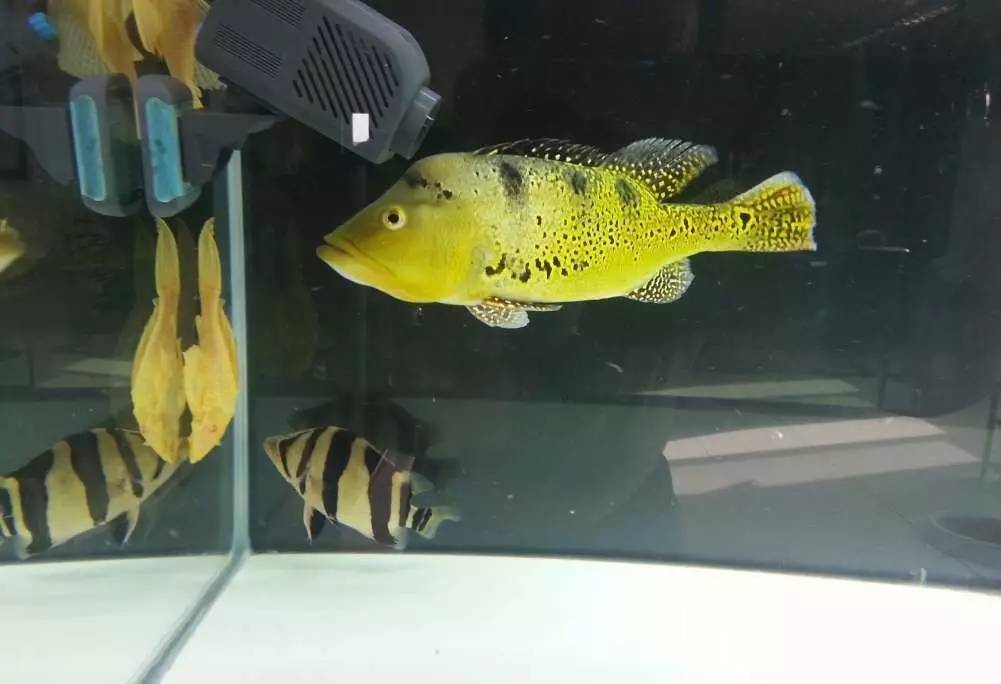 2米龙魟虎缸，23天开缸全记录