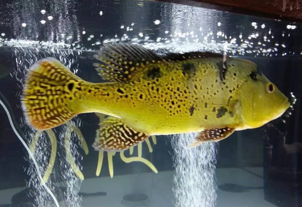 2米龙魟虎缸，23天开缸全记录