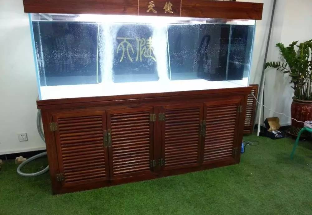 2米龙魟虎缸，23天开缸全记录