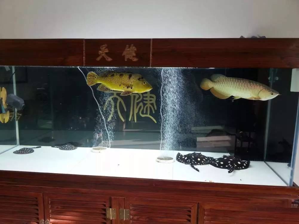 2米龙魟虎缸，23天开缸全记录