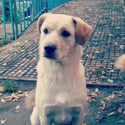 中华田园犬中颜值比较高的,中华田园犬颜值天花板